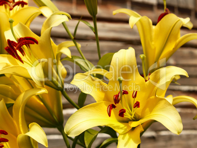 Yellow lilies against wooden wall
