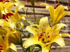 Yellow lilies against wooden wall