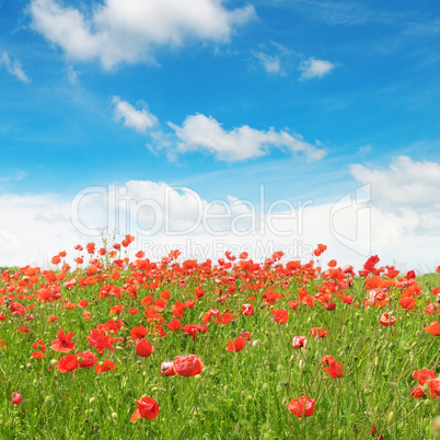 meadow with wild poppies and blue sky