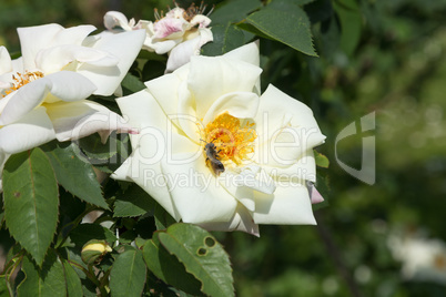 Bauernrose und Biene