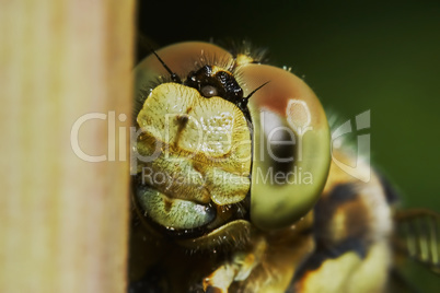 Portrait of a dragonfly