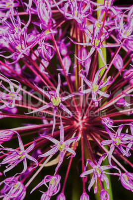 Purple Allium Flower Bulbs