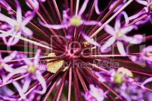 Purple Allium Flower Bulbs
