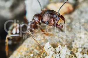 Ant outside in the garden