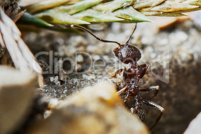 Ant outside in the garden