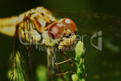 Portrait of a dragonfly