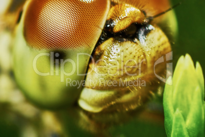 Portrait of a dragonfly