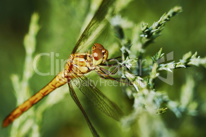 Portrait of a dragonfly