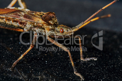 Little brown grasshopper