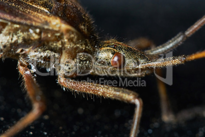 Little brown grasshopper