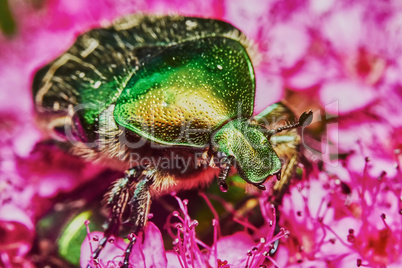 Green chafer