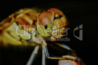 Portrait of a dragonfly