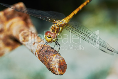 Portrait of a dragonfly