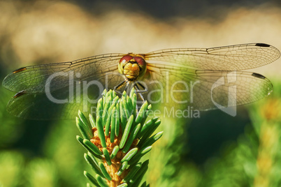 Portrait of a dragonfly