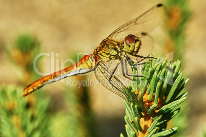 Portrait of a dragonfly