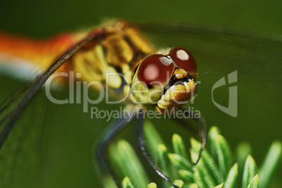 Portrait of a dragonfly