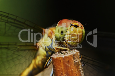 Portrait of a dragonfly