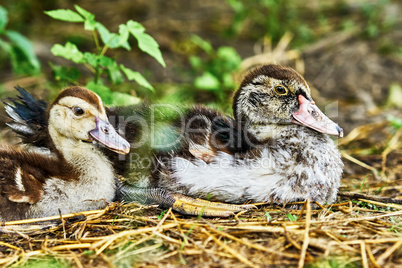 Two wonderful duck