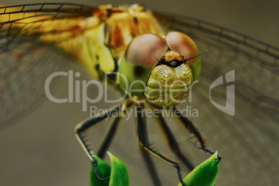 Portrait of a dragonfly