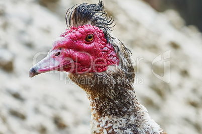 Portrait of musk duck