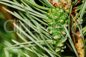 Emerging fir cone