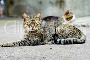 Two homeless cats