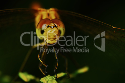 Portrait of a dragonfly