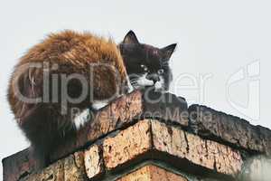Cat on the chimney