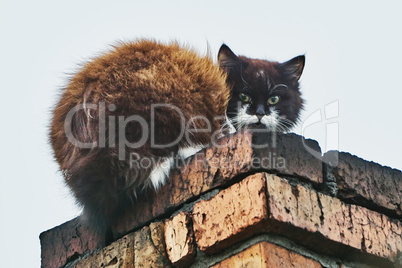 Cat on the chimney