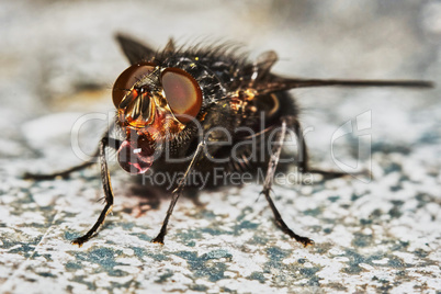 Gray fly drinking