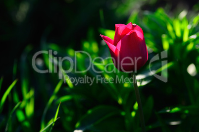 rote tulpe und gruen