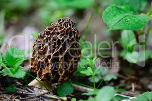 aumorchel pilz im fruehling