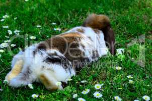 hase liegt im gras