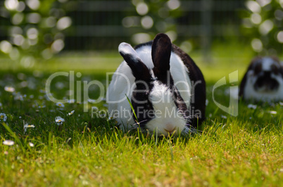 hasen im gras