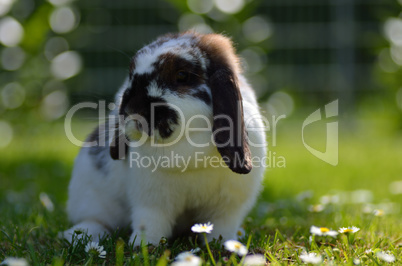 kleiner widderhase im gras