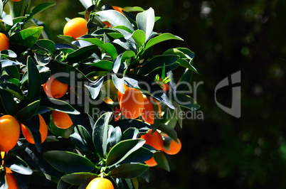 kleine orange fruechte garten