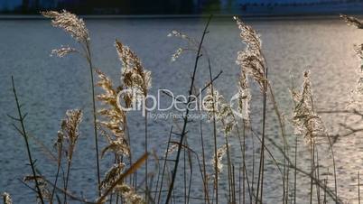 Golden reeds at a lake