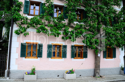 baum bei hauswand in hallstatt