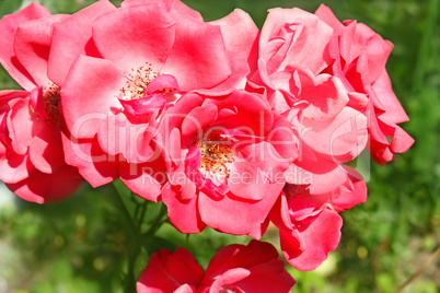 Bunch of pink rose flowers