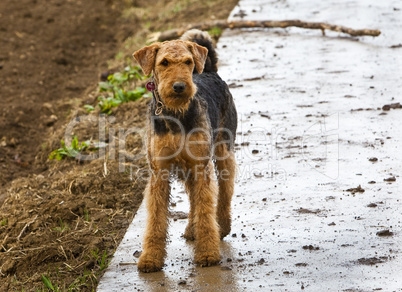 airdale terrier