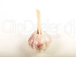 Garlic isolated on white background .