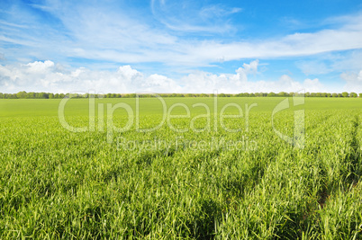 green field and blue sky with light clouds