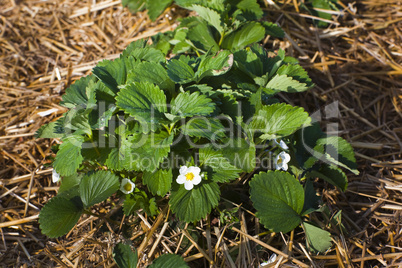 erdbeerblüte