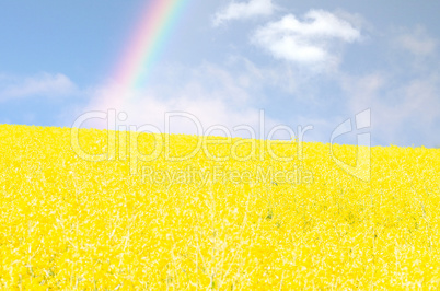 Rabsfeld und Regenbogen