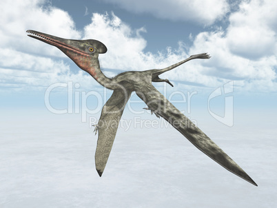 Flugsaurier Pterodactylus