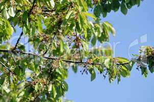 Kirschbaum mit Knospen