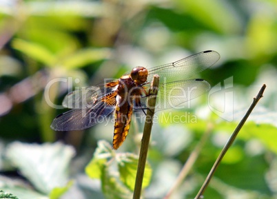 Libelle Macrofoto