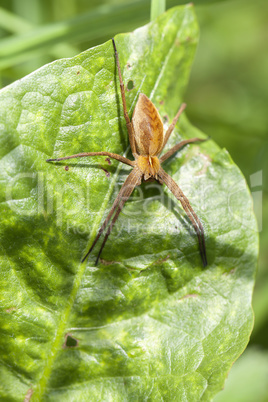 Heidejagdspinne - Pisaura mirabilis