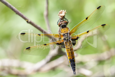 Vierfleck Libelle - Libellula quadrimaculata