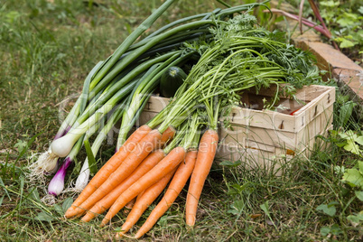 Gemüse, vegetables